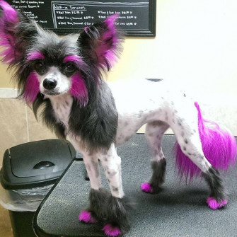 Image About Chinese Crested Dogs