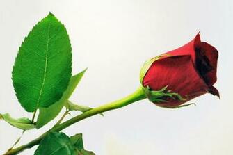 Animals Zoo Park Single Red Rose Wallpaper For Desktop