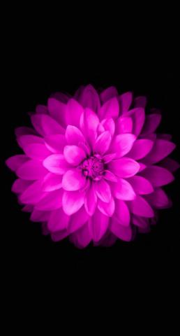 Purple Flower iPhone Wallpaper On