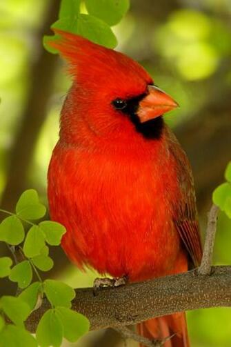Red Cardinal