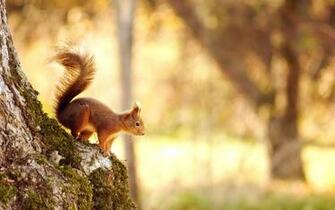 Nature Subcategory Autumn HD Wallpaper Tags
