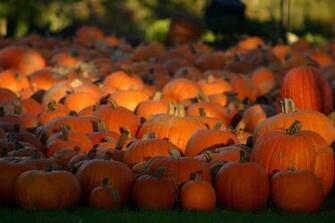 Pumpkin Patch Halloween Autumn Wallpaper