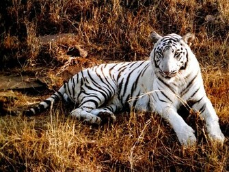 The White Tiger Wallpaper Desktop