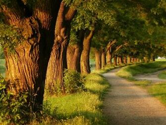 Cool Tree Wallpaper