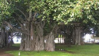 Ala Moana Beach Park Wallpaper Nature