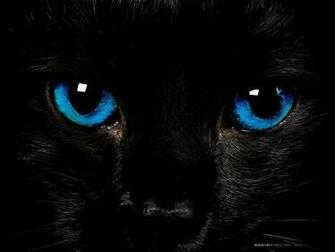 Black Cat With Blue Eyes By Cometsong