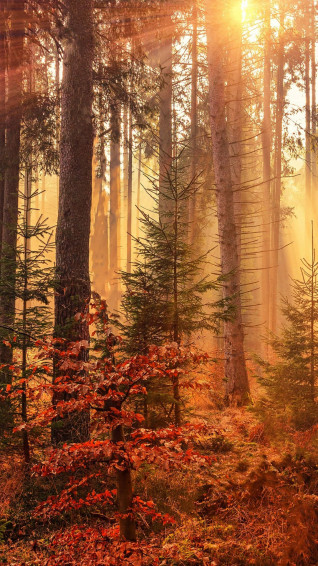 A Beautiful Autumn Scene Captured With The Power Of An iPhone Wallpaper