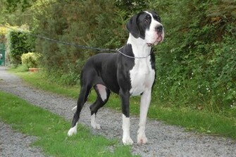 Great Dane
