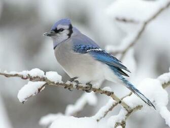 Winter Snow Birds Blue Jay HD Wallpaper Cihan