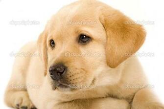 Chocolate Labrador Retriever Puppies
