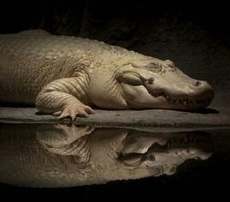 White Alligator Wallpaper