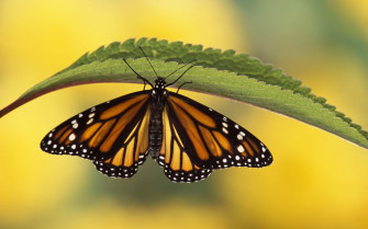 Butterfly Background Wallpaper