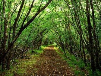 Forest Background