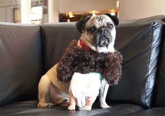Make A Puppy Monkey Baby Dog Costume Based On Mountain