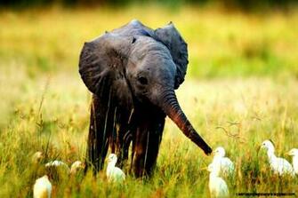 Cute Baby Wild Animals Wallpaper Gallery