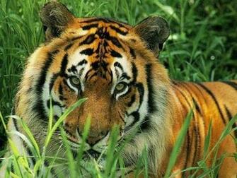 Feline Wallpaper National Geographic