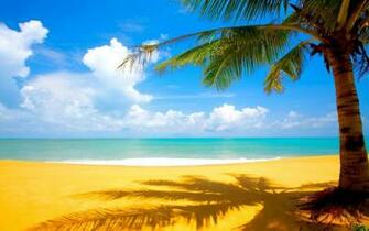 Palm Beach Wallpaper