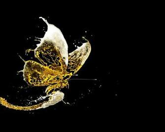 3d 4d Beer Butterfly Abstract And Cg HD Desktop Wallpaper