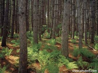 Beautiful Forest Trees Wallpaper E Entertainment