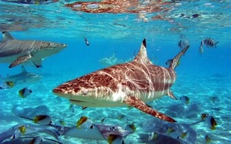 Wallpaper Sea Shark Background