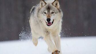 Wolf HD Wallpaper 1080p