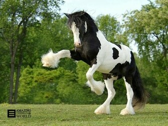 The Most Beautiful Horse Breed In World Poison5