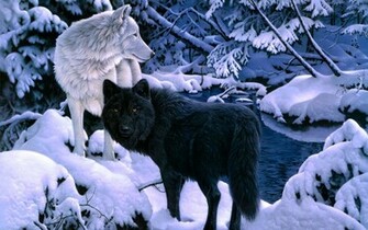 Wolf Wallpaper