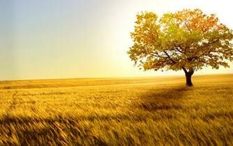 Beautiful Image Of Nature With Quotes Wallpaper Walljpeg