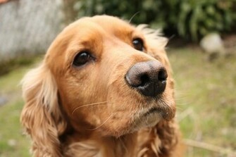 Cocker Spaniel Wallpaper And Image Pictures Photos