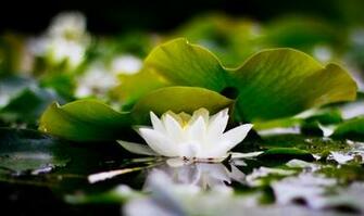 Angled Pink Lotus Wallpaper The Pond Image