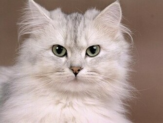 Cat Wallpaper Cute Pictures Animal Desktop Background