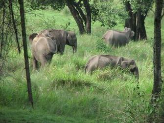 Nilgiri Biosphere Reserve Photos Image And Wallpaper HD