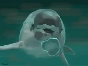 Beluga Whale Full HD Pics Wallpaper Amazing