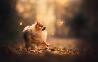 Depth Of Field Dog Animal Pomeranian HD Wallpaper