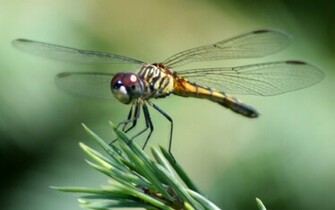 Dragon Fly Wallpaper Neptunes Dreams