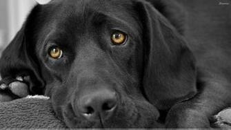 Black Labrador Face Closeup
