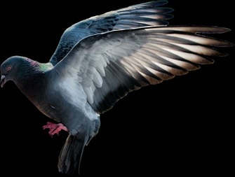 Pigeon Png Image With Transparent Background Image