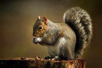 Squirrels Squirrel