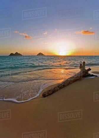 Usa Hawaii Oahu Driftwood At Lanikai Beach With Mokulua Island