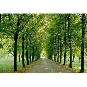 Home Wall Murals Wallpaper
