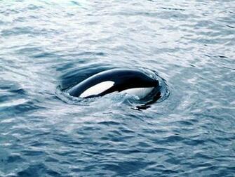 Orca Wallpaper From Our Whales Collection Feel