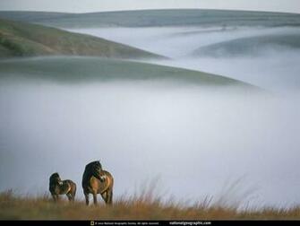 Beautiful Wallpaper Wild Horses