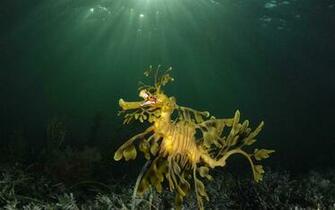 3d HD Wallpaper Under The Sea
