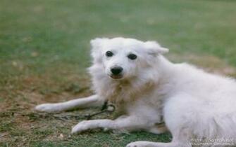Dogs Image Spitz HD Wallpaper And Background Photos