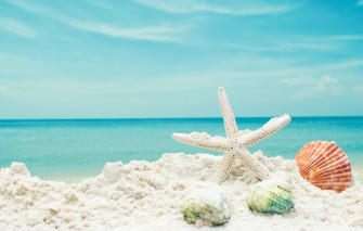 Wallpaper Sand Sea Beach Star Shell Summer Blue