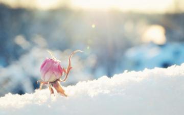Snow Flowers iPhone Wallpaper