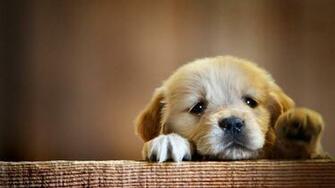 Cute Puppy Wallpaper Top Background