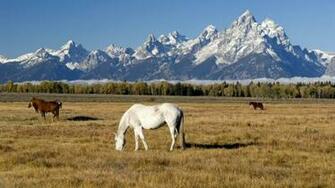 Category Animals HD Wallpaper Subcategory Horses
