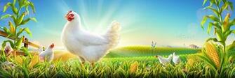Farm Chicken On Poultry Animals