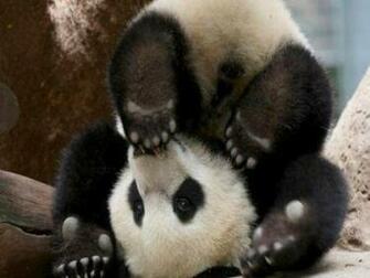 Baby Panda Bear Wallpaper Pictures